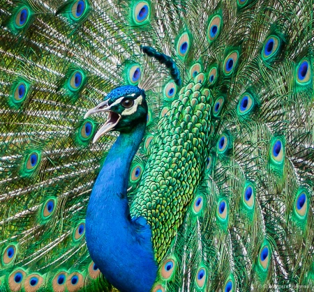 Encircled Peacock