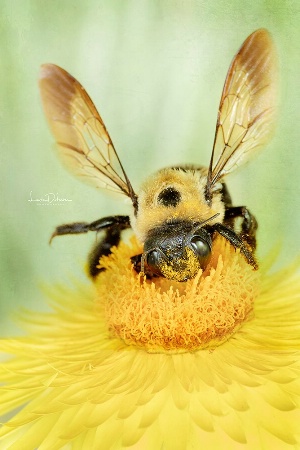 Bee in Heaven