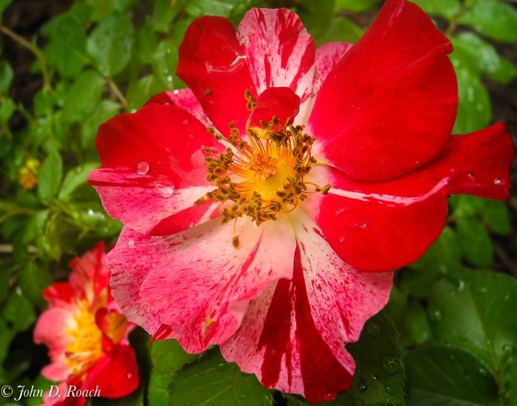 A Firecracker of a Rose - ID: 15721376 © John D. Roach