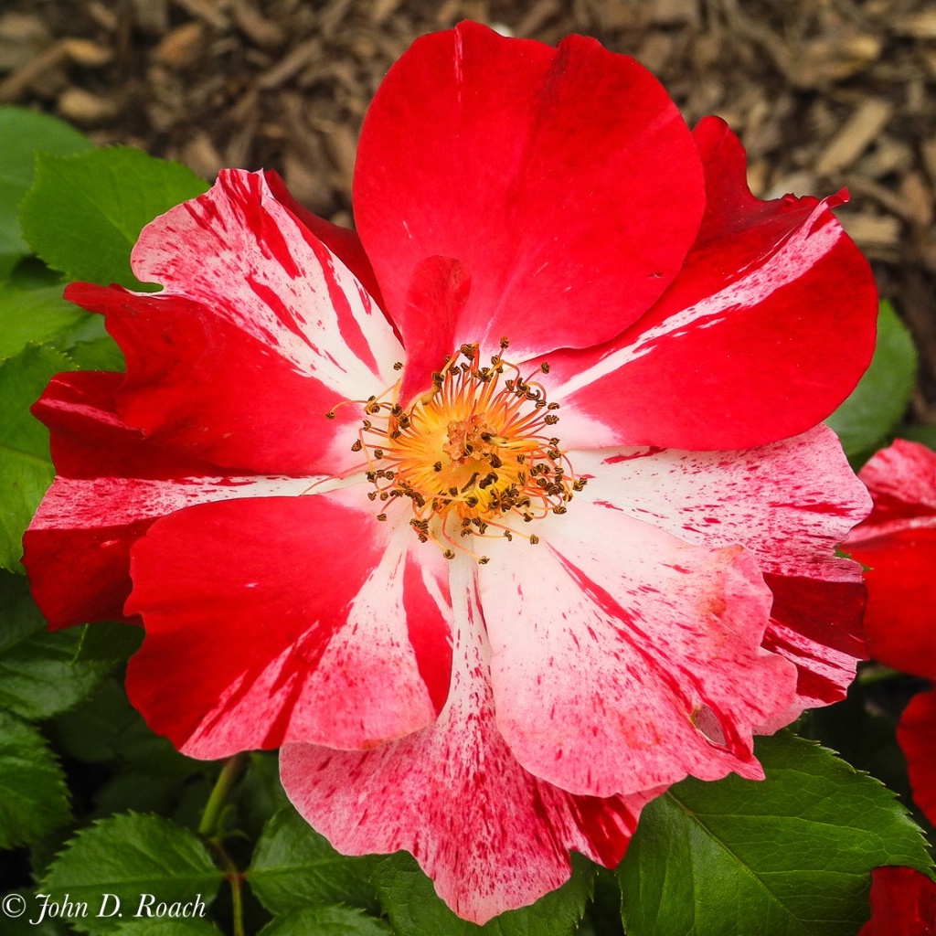A 4th of July Rose - ID: 15721378 © John D. Roach