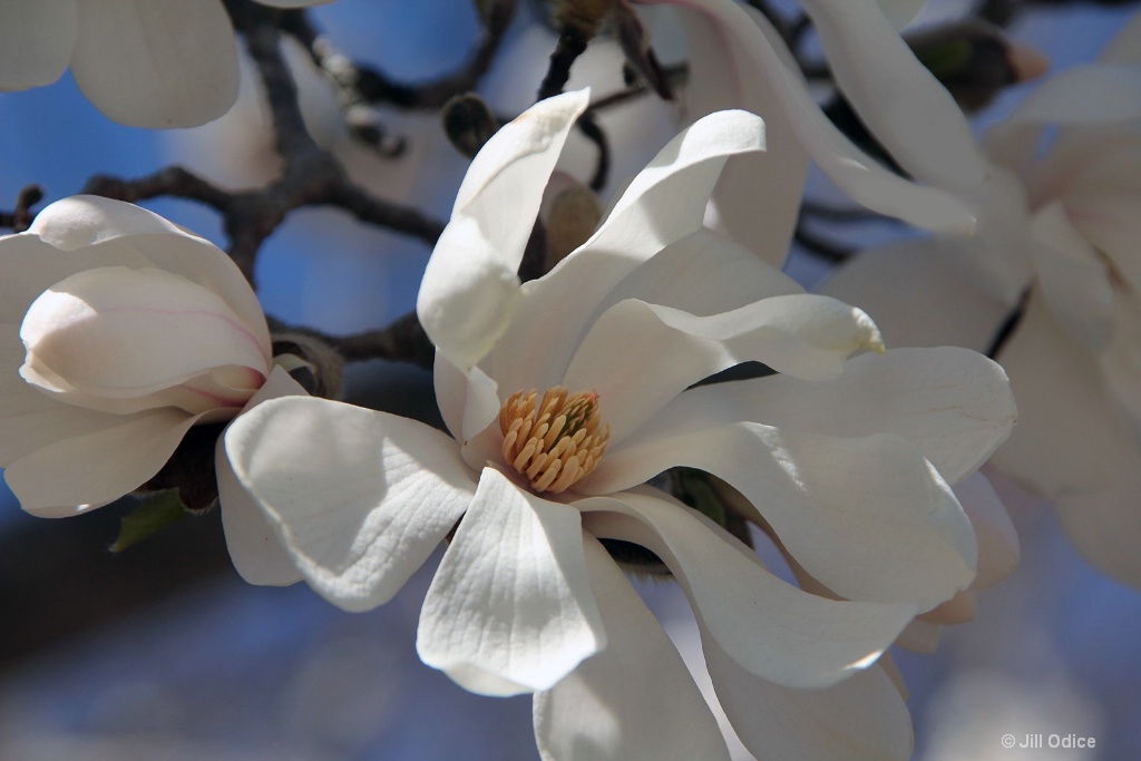 Magnolia