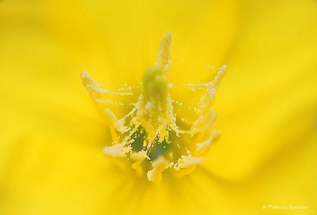 Evening Primrose- Wildflower