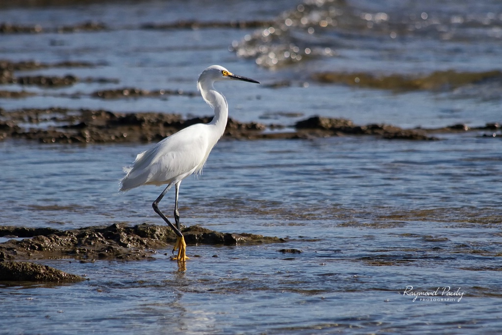 Snowy Egret 