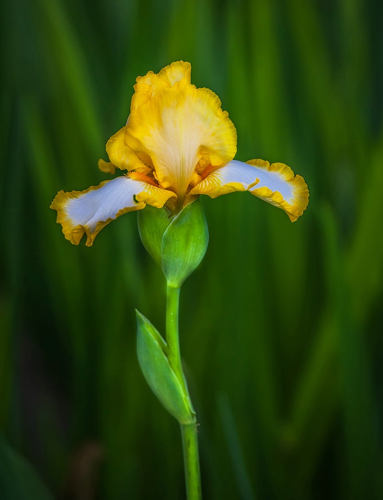 May Flowers