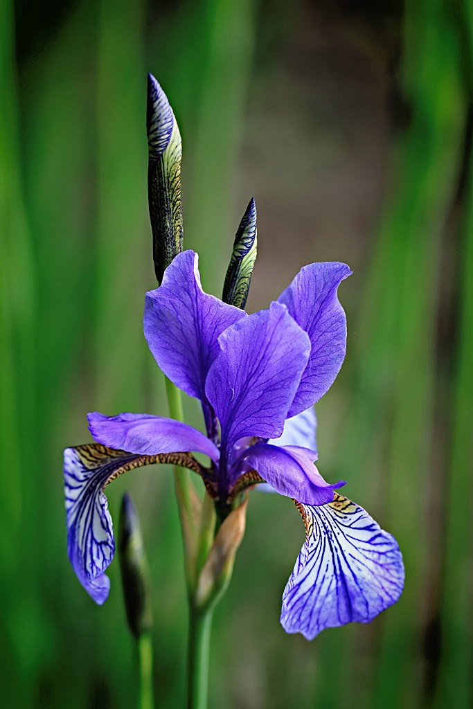 Iris