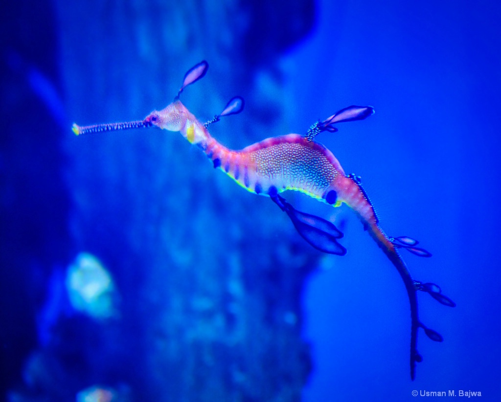 Rainbow Sea Horse