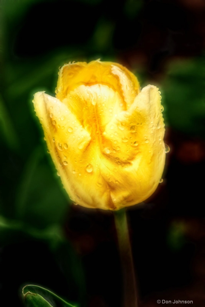 Artistic Yellow Tulip-Side 6-0 F LR 4-13-19 J370