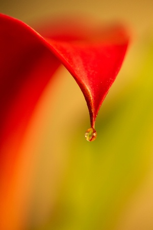 Calla Drop