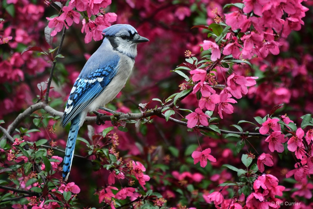 Blue Jay and Blossoms