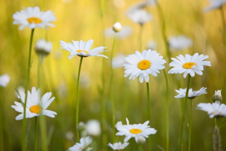 A meadow full of daisies. 