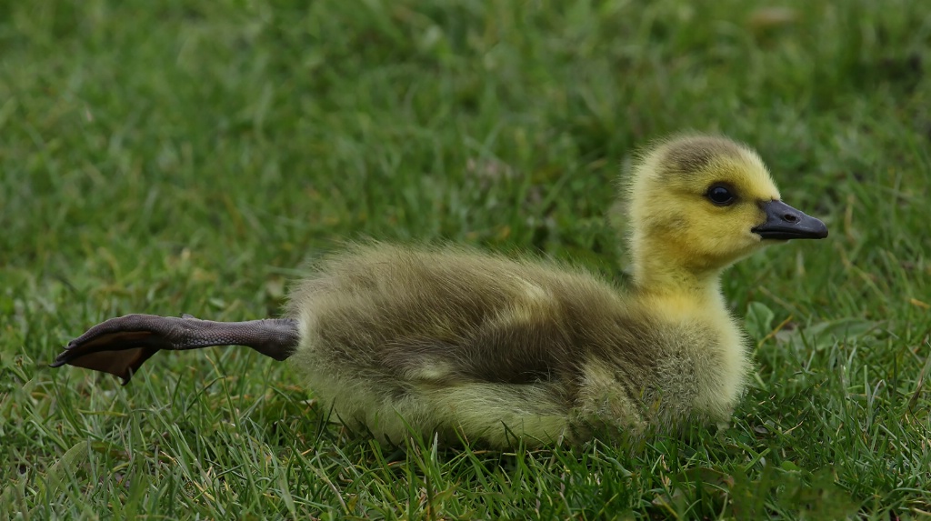 Baby Stretch