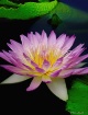 Glorious Pink