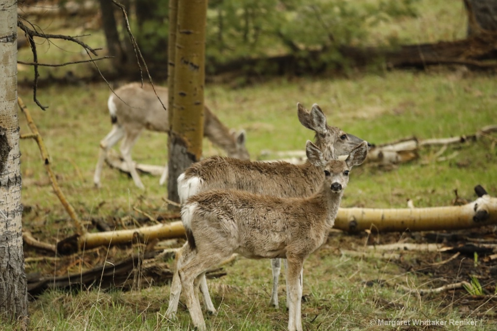 Rain Soaked Deer - ID: 15722274 © Margaret Whittaker Reniker