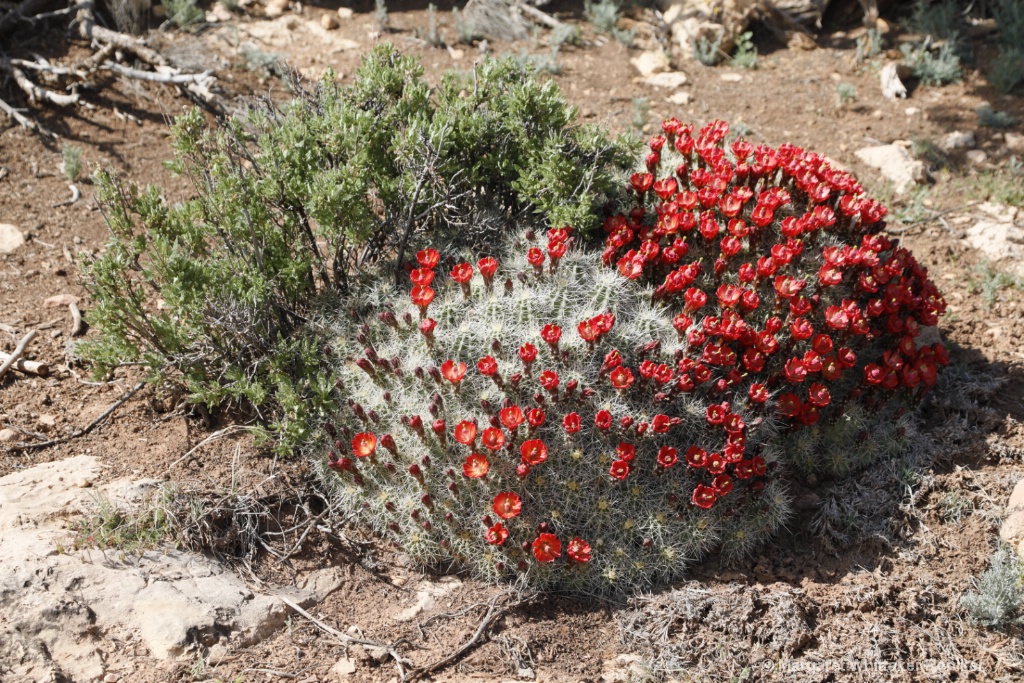 Barrel Cactus Flowers-1790.JPG - ID: 15722298 © Margaret Whittaker Reniker