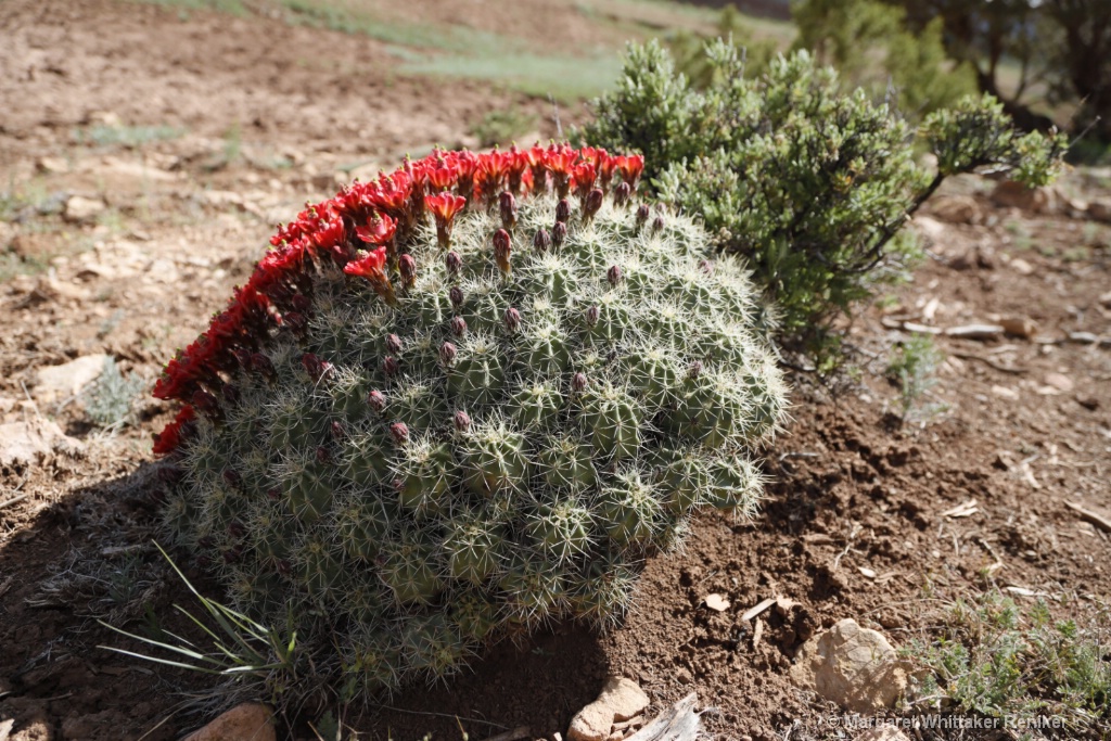 Barrel Cactus Flowers-1800.JPG - ID: 15722300 © Margaret Whittaker Reniker