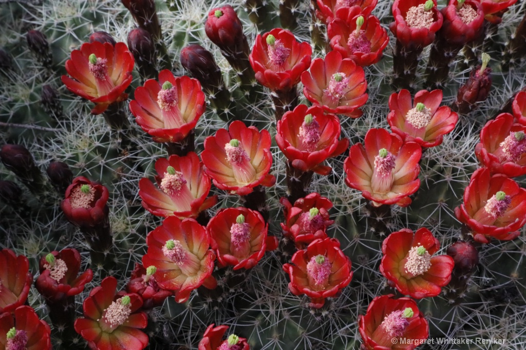 Barrel Cactus Flowers-1814.JPG - ID: 15722302 © Margaret Whittaker Reniker