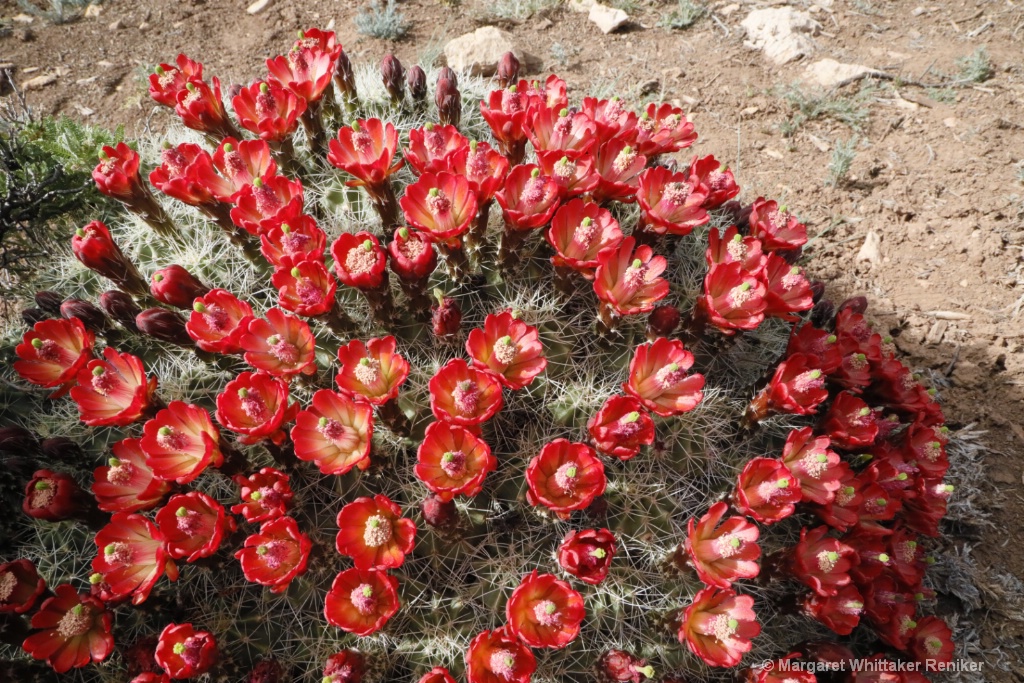 Barrel Cactus Flowers-1815.JPG - ID: 15722304 © Margaret Whittaker Reniker