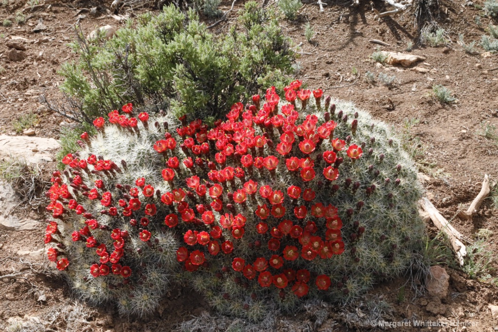 Barrel Cactus Flowers-1818.JPG - ID: 15722305 © Margaret Whittaker Reniker