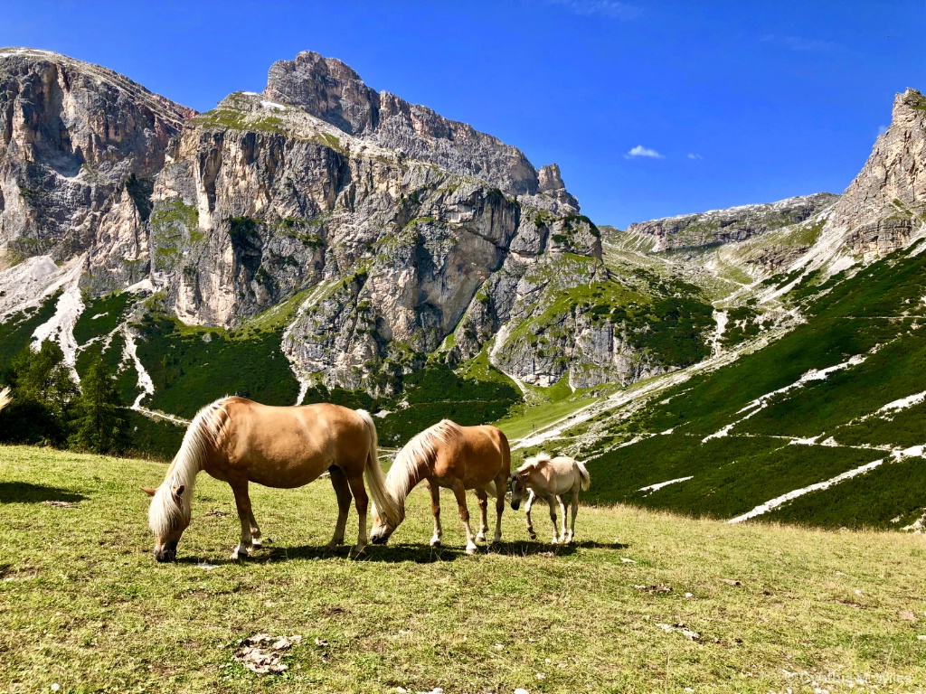 Wild Ponies of Northern Italy - ID: 15722323 © Cynthia M. Wiles