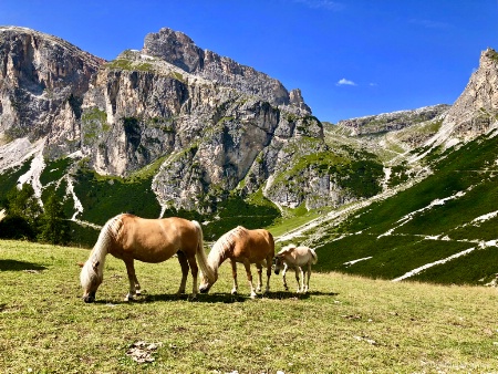 Wild Ponies of Northern Italy
