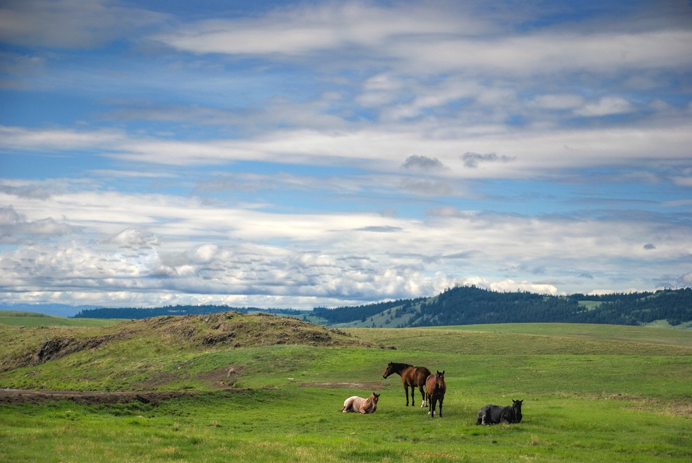 Horses on the Range