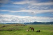 Horses on the Ran...