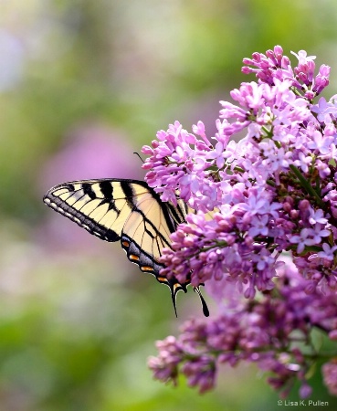Lilacs and Wings