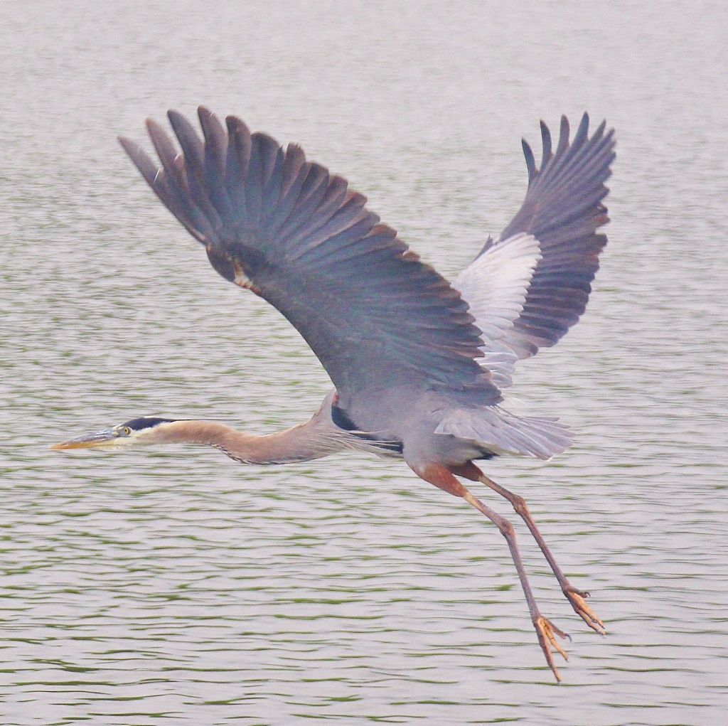 Blue Heron in Flight