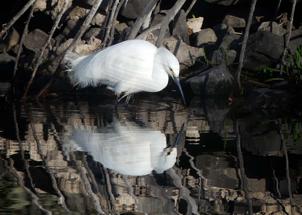 Snowy Egret