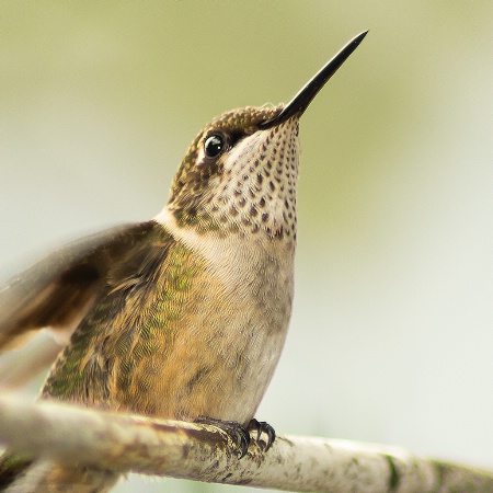 Female Ruby Throated Hummingbird