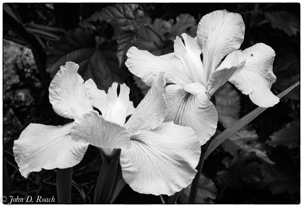 Irises in Mono - ID: 15722547 © John D. Roach
