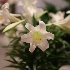 © M. Martha M. Eid PhotoID# 15722574: 6D3A2367.JPG