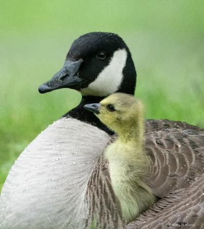 Gosling Love and Trust