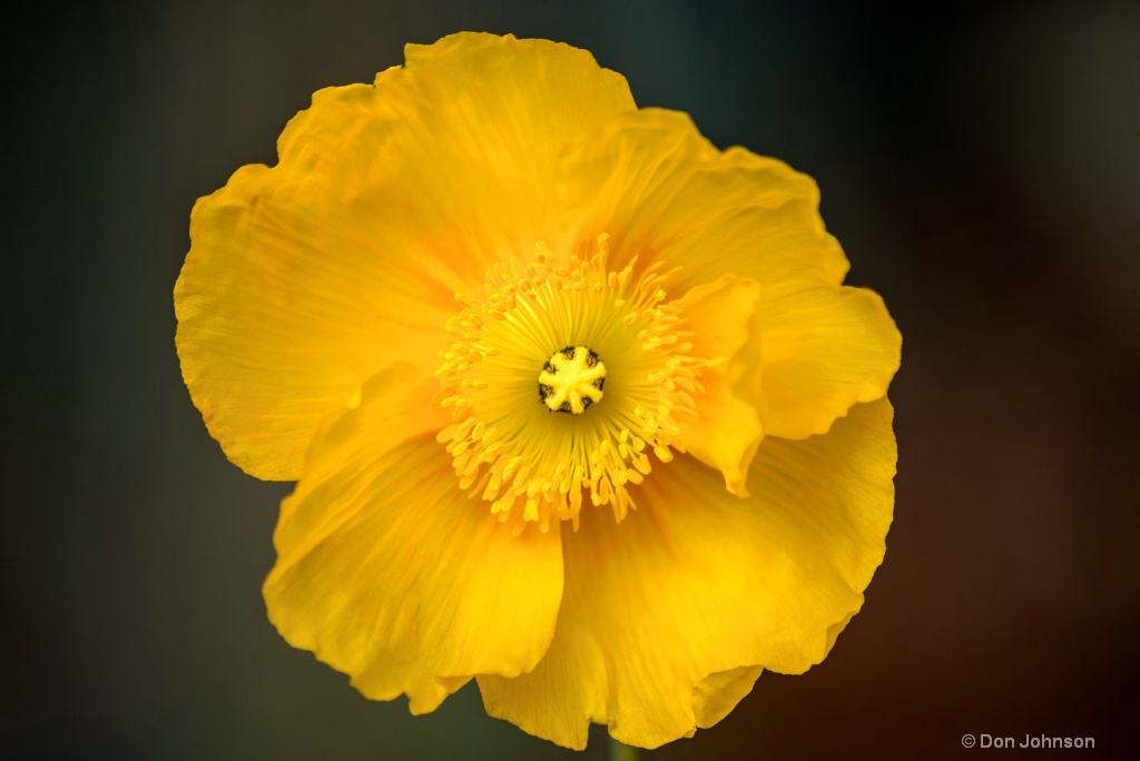 Yellow Poppy 3-0 F LR 5-8-19 J666