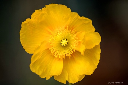 Yellow Poppy 3-0 F LR 5-8-19 J666