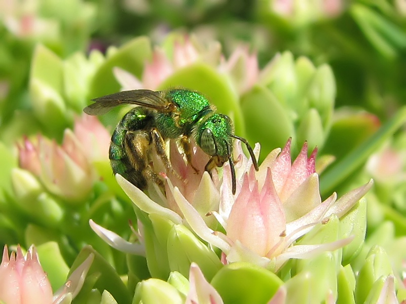 Green Metallic Bee