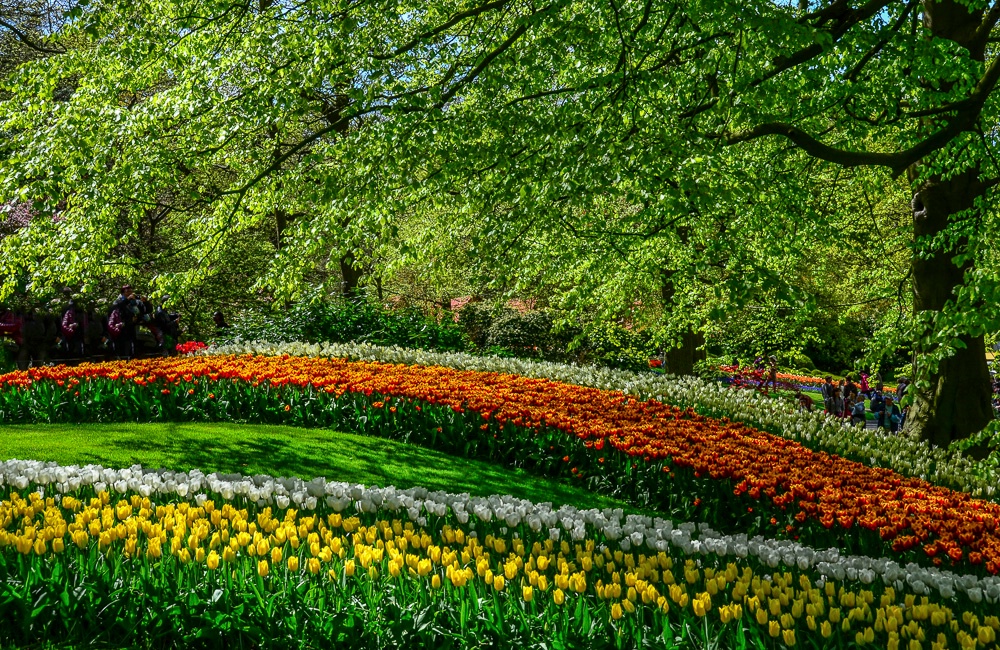 Tulip Paradise