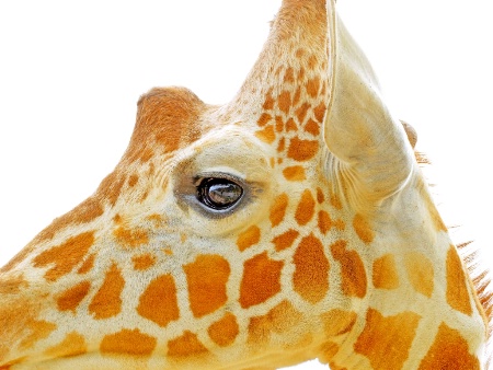 A profile of giraffe head.