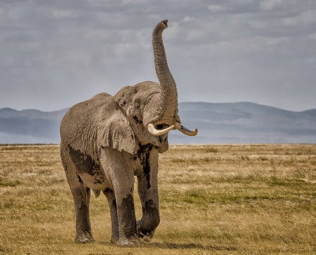 Elephant Greeting   5426