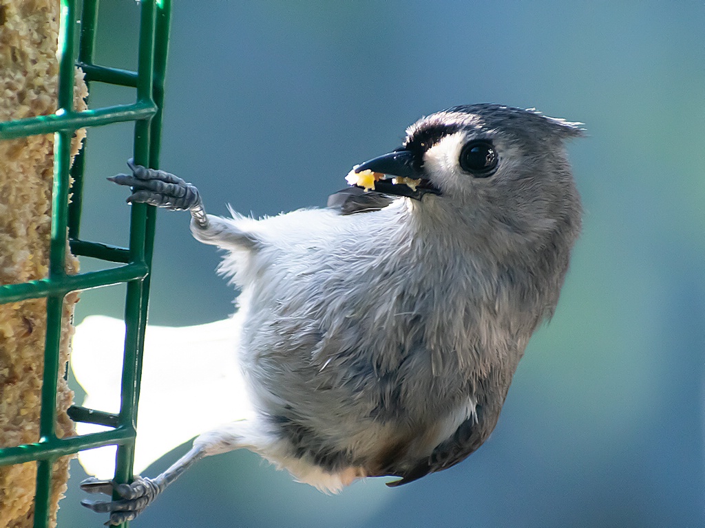 Tufted Titmouse