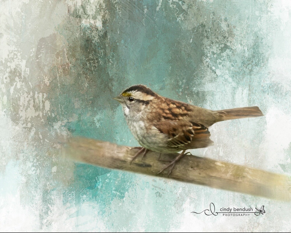 White-throated Sparrow