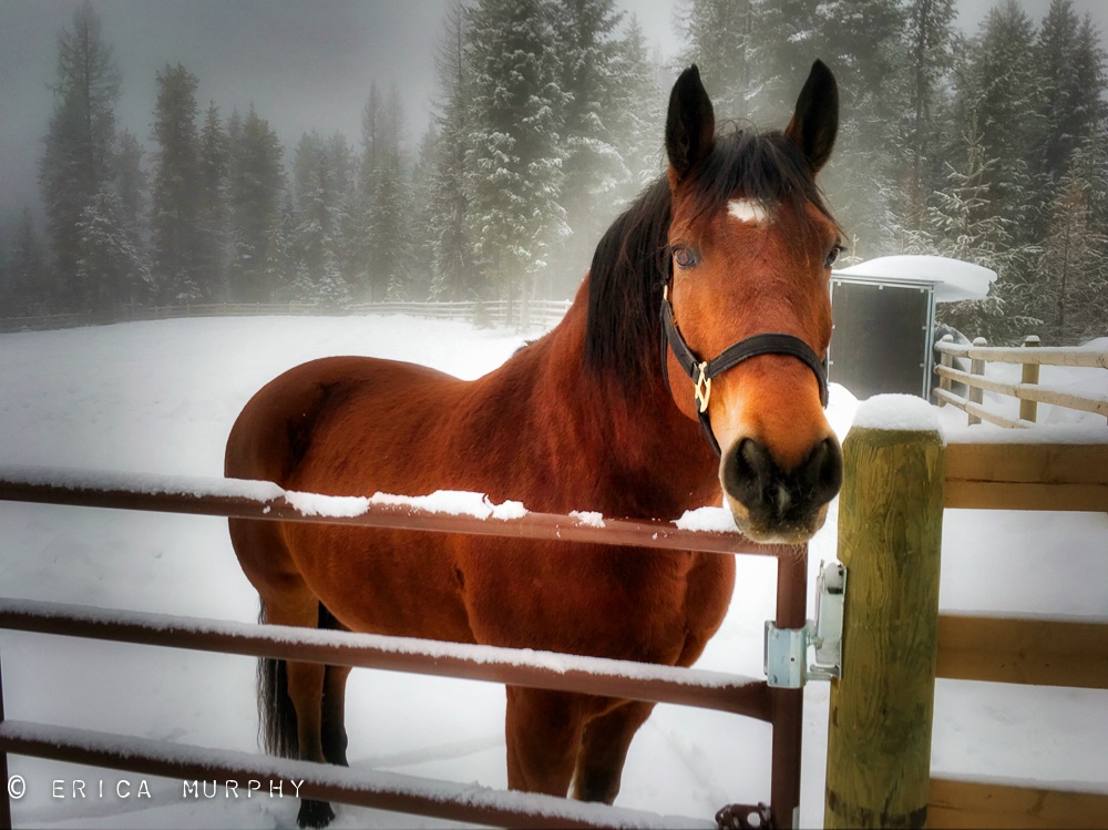 Pony in the Mist - ID: 15723117 © Erica Murphy