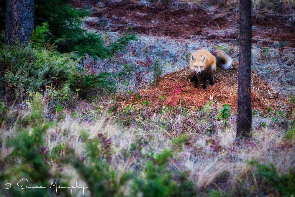 Stalking Prey - ID: 15723119 © Erica Murphy