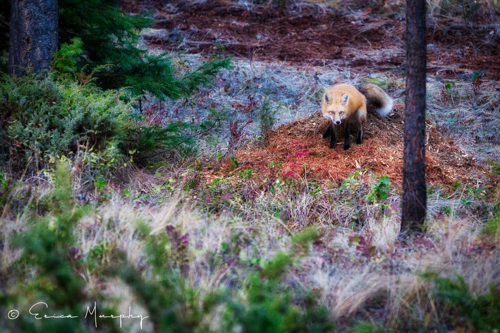 Stalking Prey