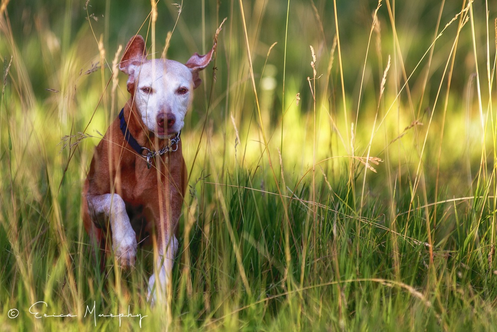 Happy Vizsla - ID: 15723122 © Erica Murphy