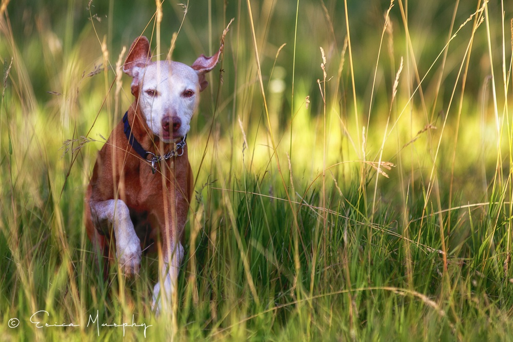 Happy Vizsla