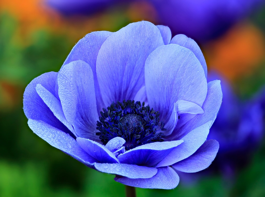 Blue Poppy