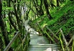 Stairs Through th...