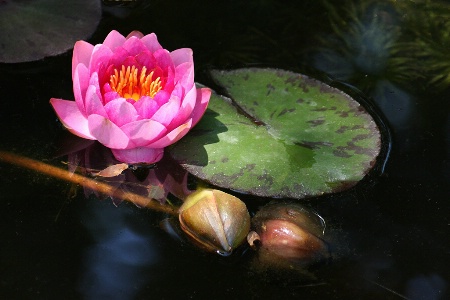 Pink water lily variations #1