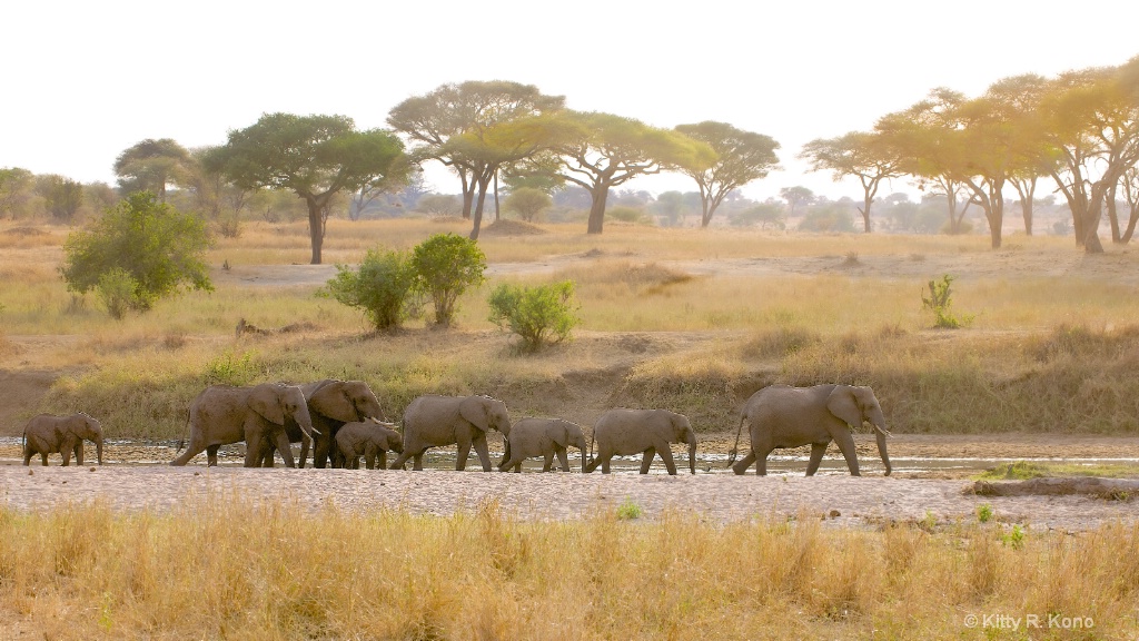 Elephants and Acatia Trees